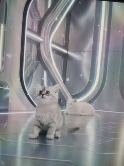 punch face kitten for sale