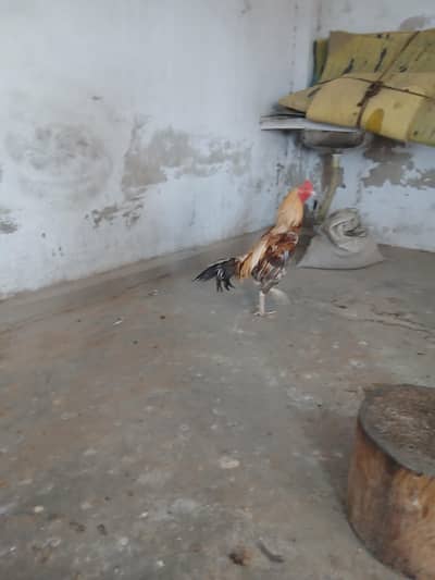 Long Height Male For Sale