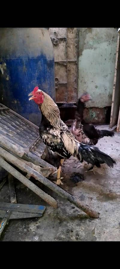 Aseel pair