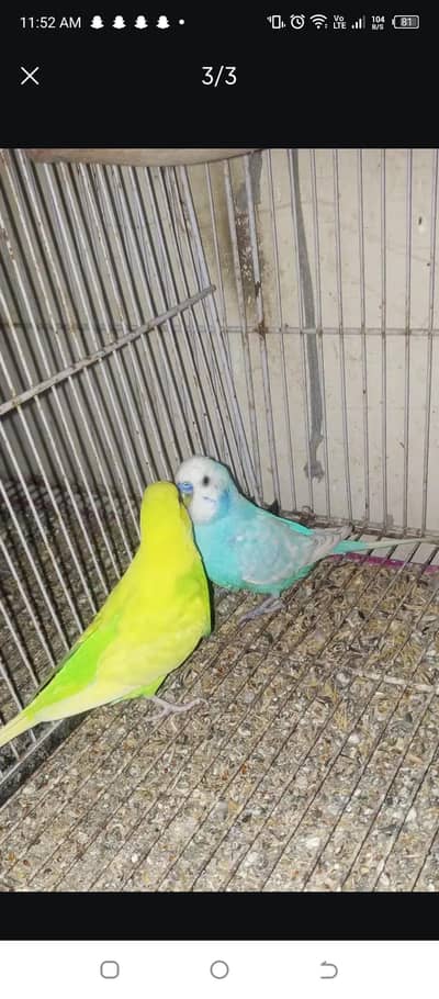 bajari breeding pair for sale