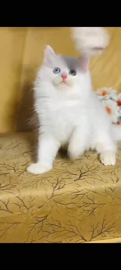 persian cat for sale MywatsapppNumber 0344-56-89-749