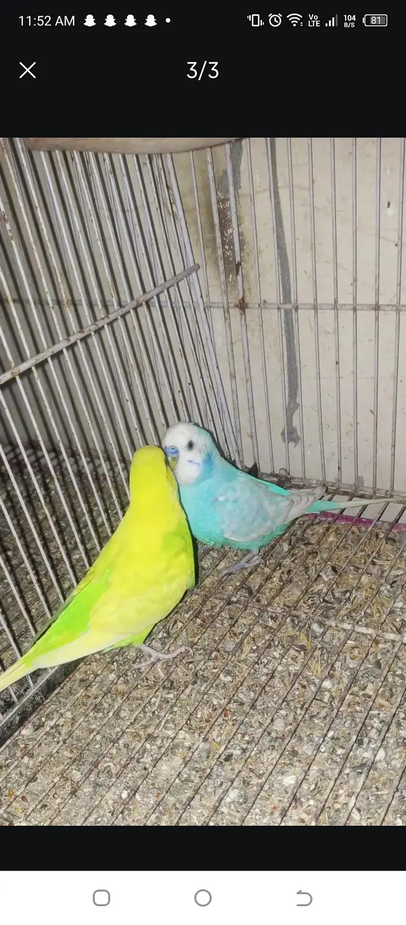bajari breeding pair for sale