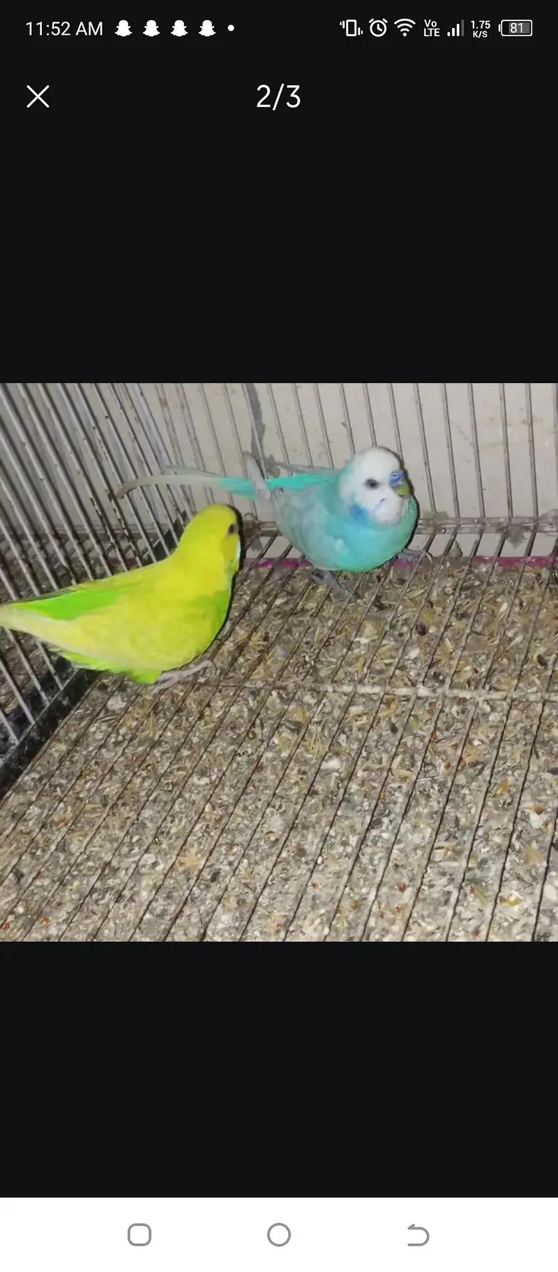 bajari breeding pair for sale — photo 2