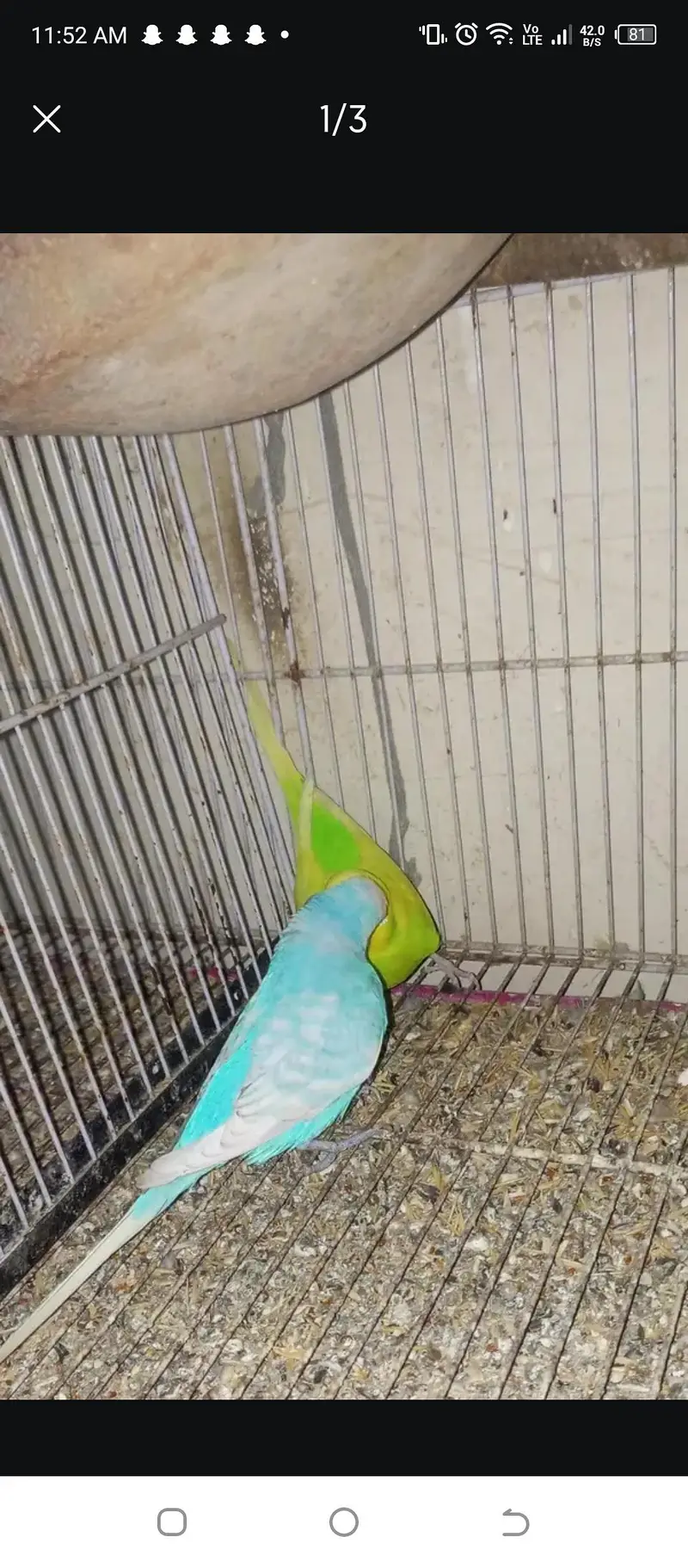 bajari breeding pair for sale — photo 3