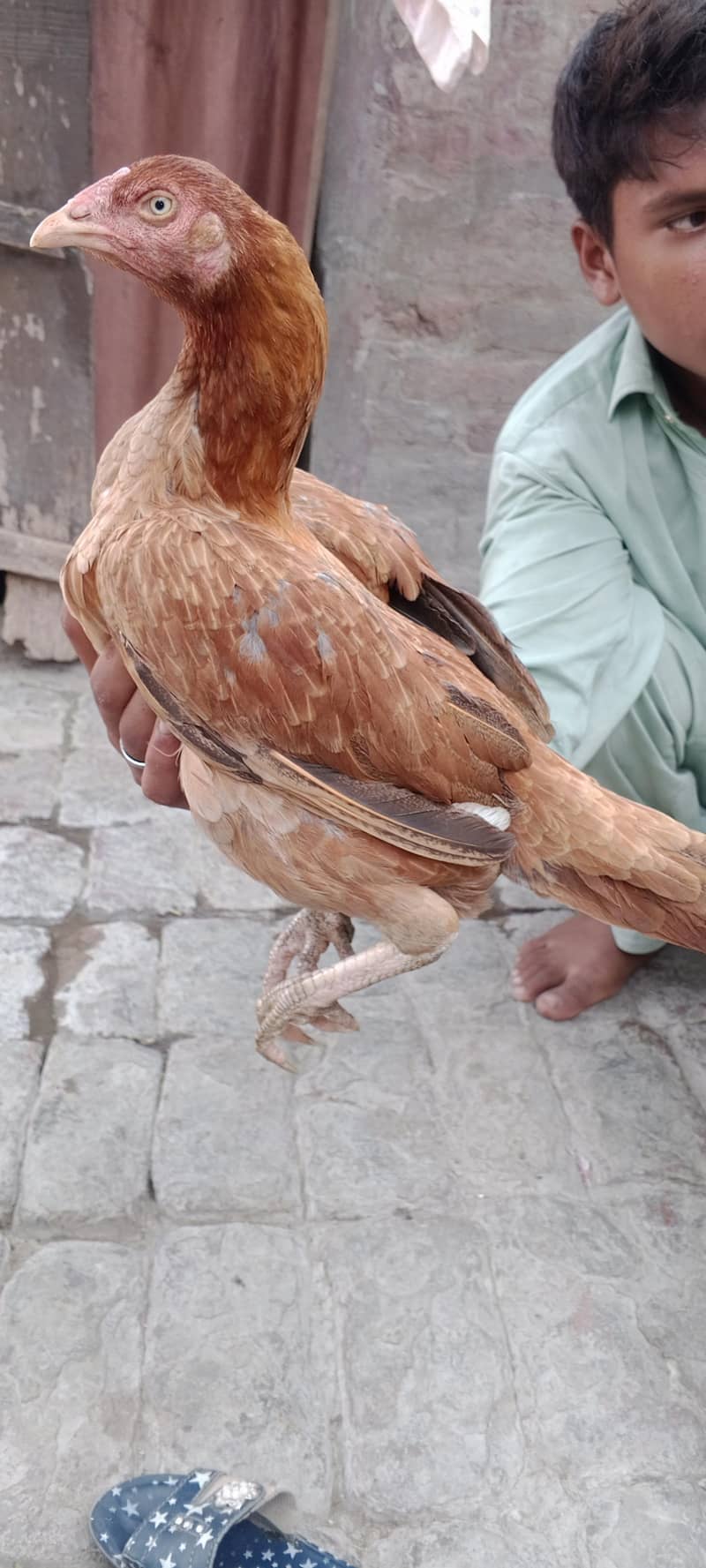 aseel Patti 1