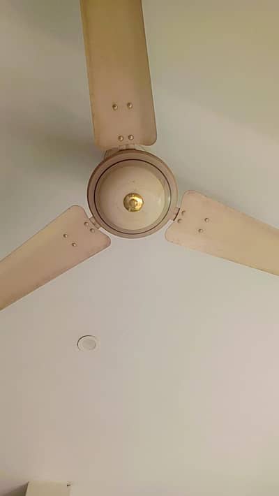 Royal Fan for Sale.