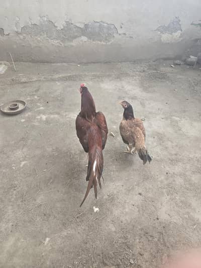 Aseel mianwali Pair for sale