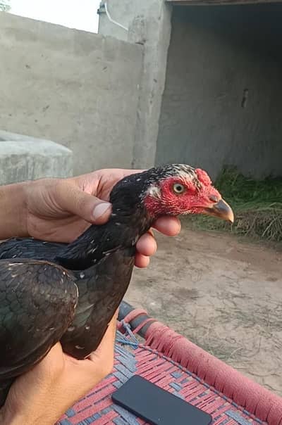 mushki Aseel female hem with 3 chicks