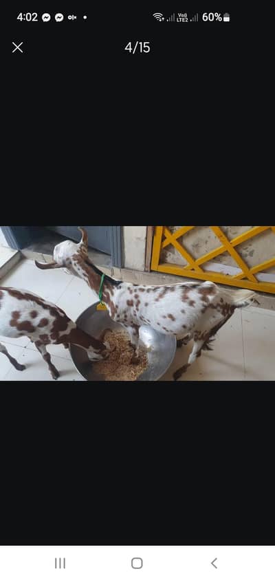 Bakra