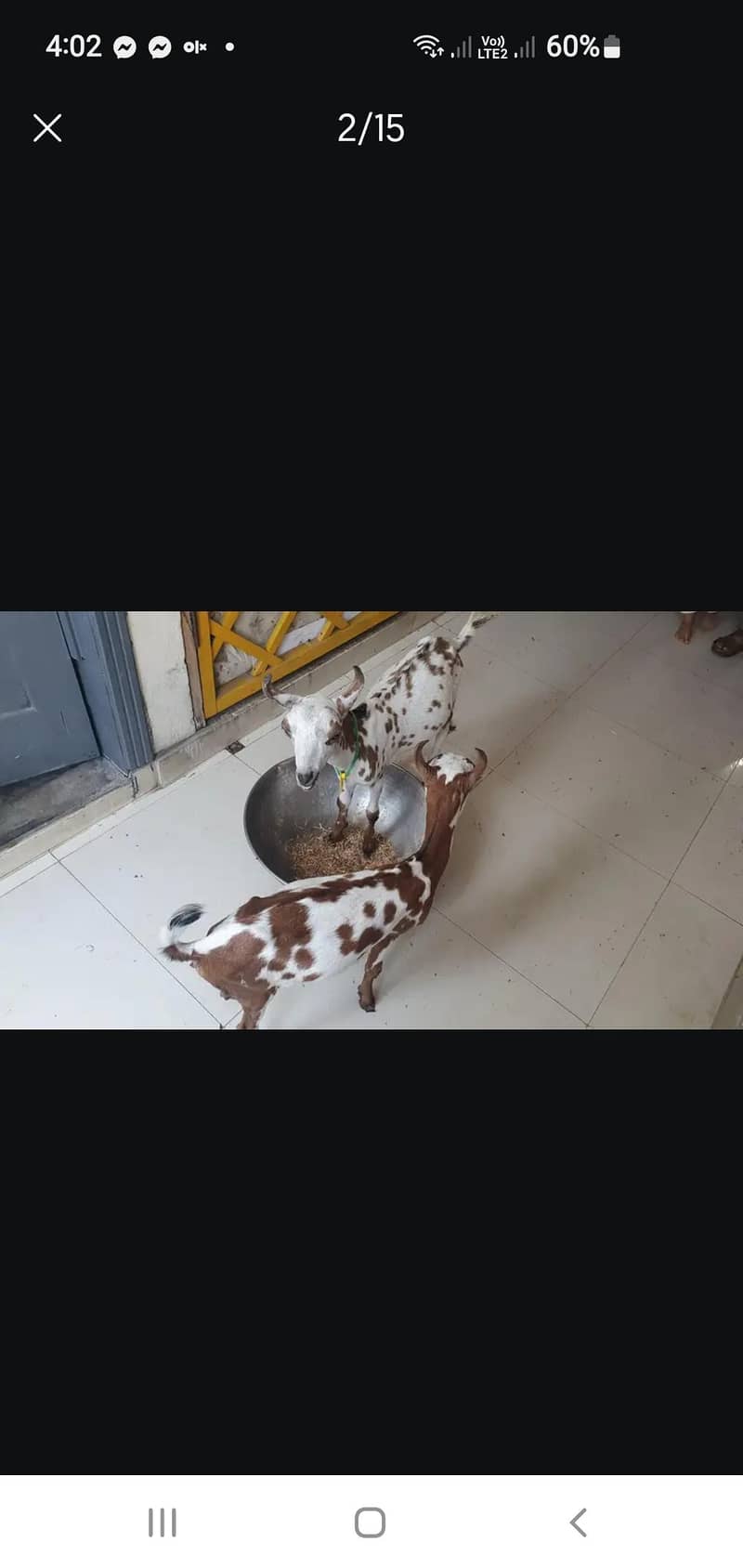 Bakra 1