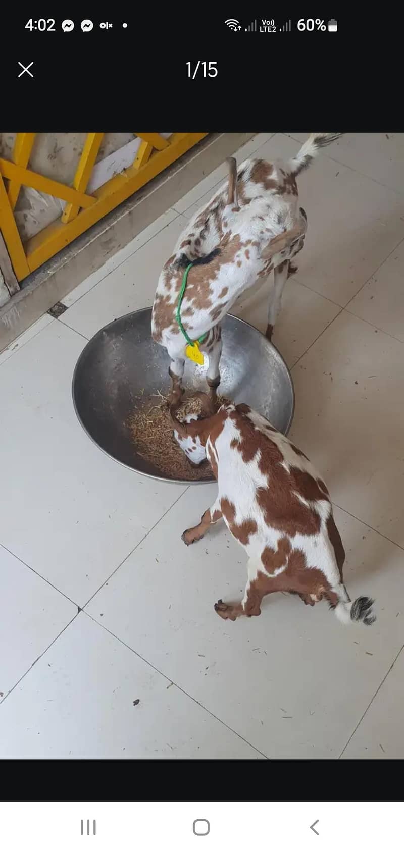 Bakra 2