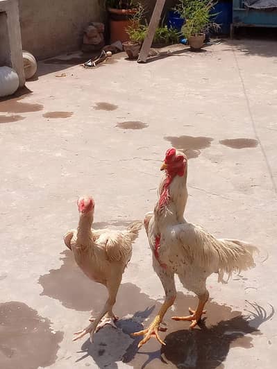 king White O Shamo for sale