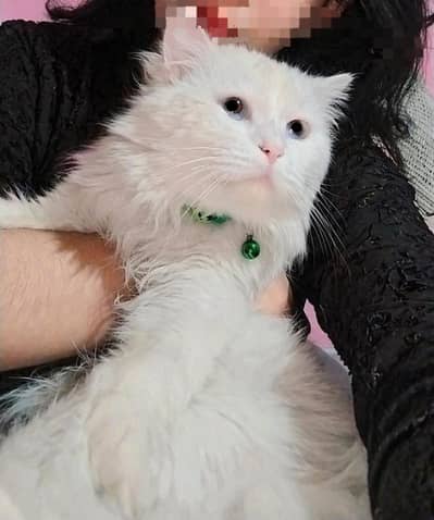 Pure White Persian Male Cat For Sale
