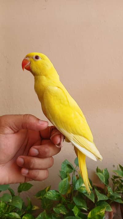 parrot for sale