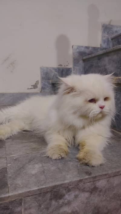 Persian White Male For stud / Mating