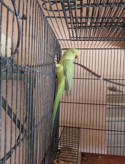 breedar hn full