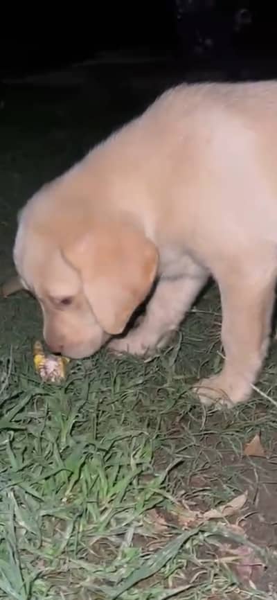 Labrador puppy