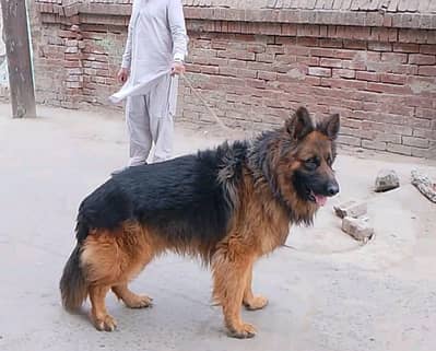 gsd long cort male available for