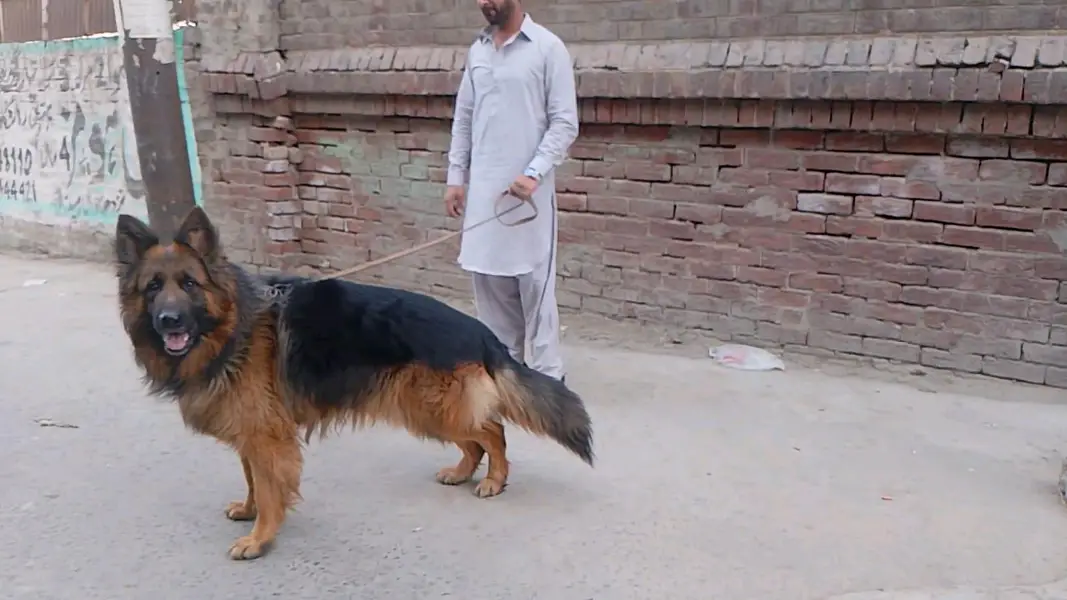 gsd long cort male available for — photo 2