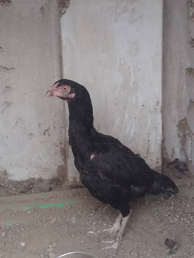 White jawi
