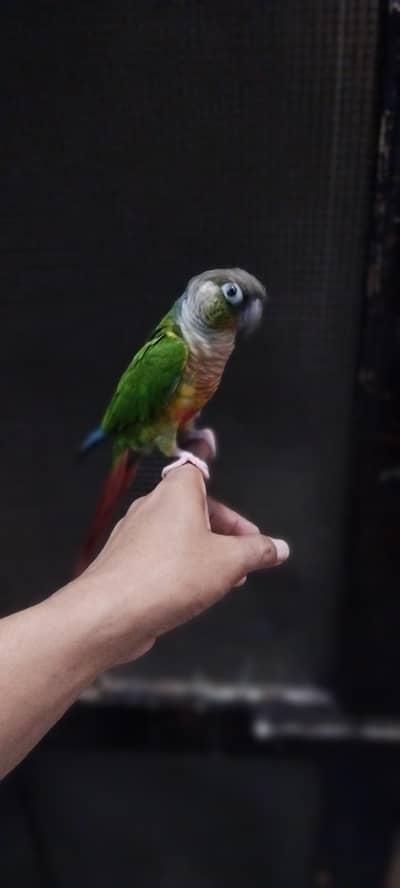 Green chick Conure