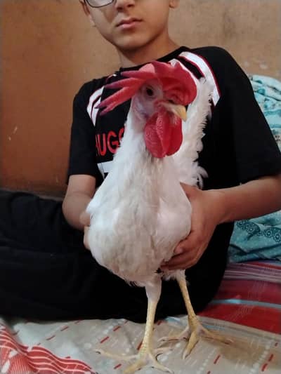 hen for sale