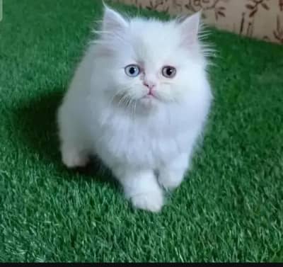 (Persian female kitten) (for sale all) (Pakistan delivery available)
