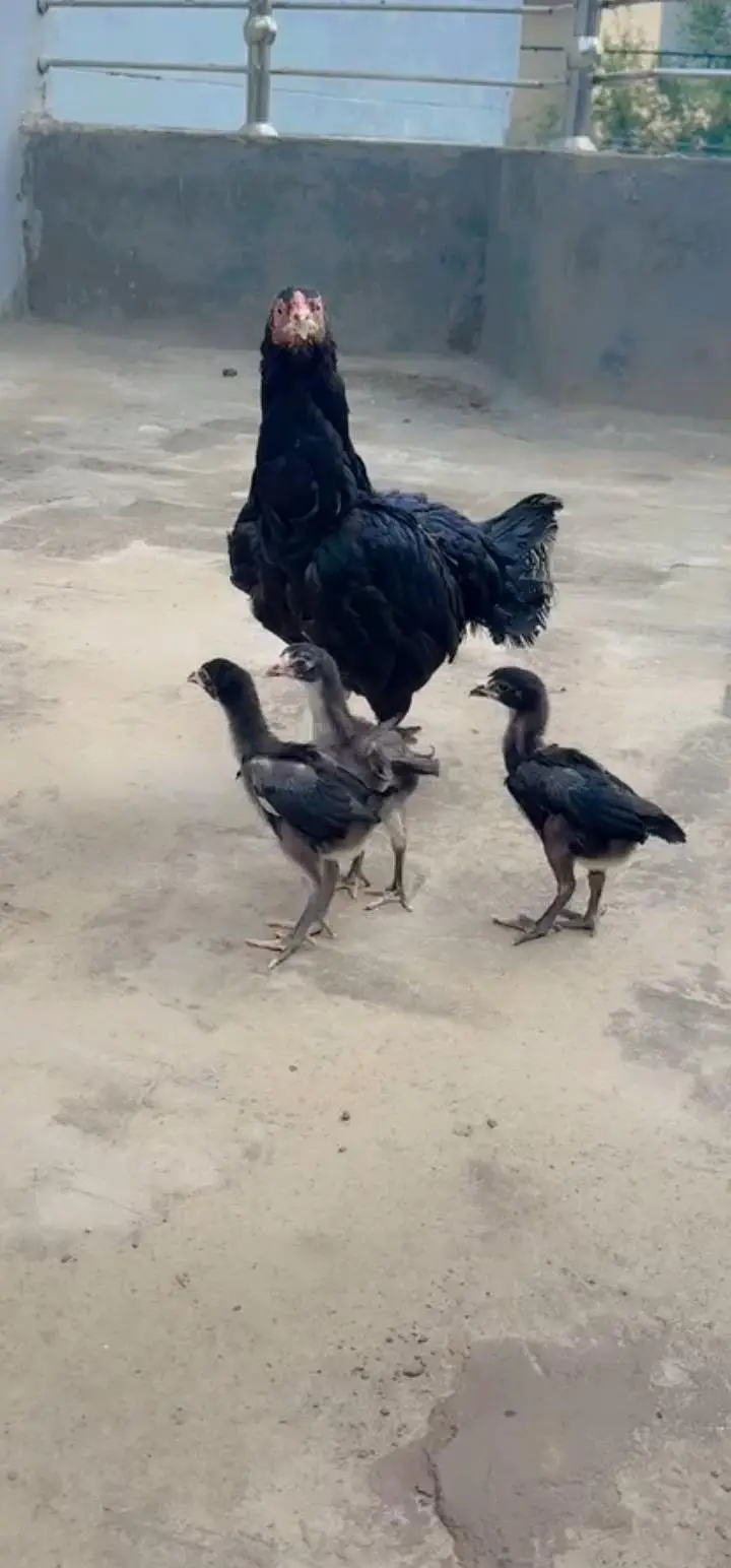 Aseel Chicks For Sale — photo 3