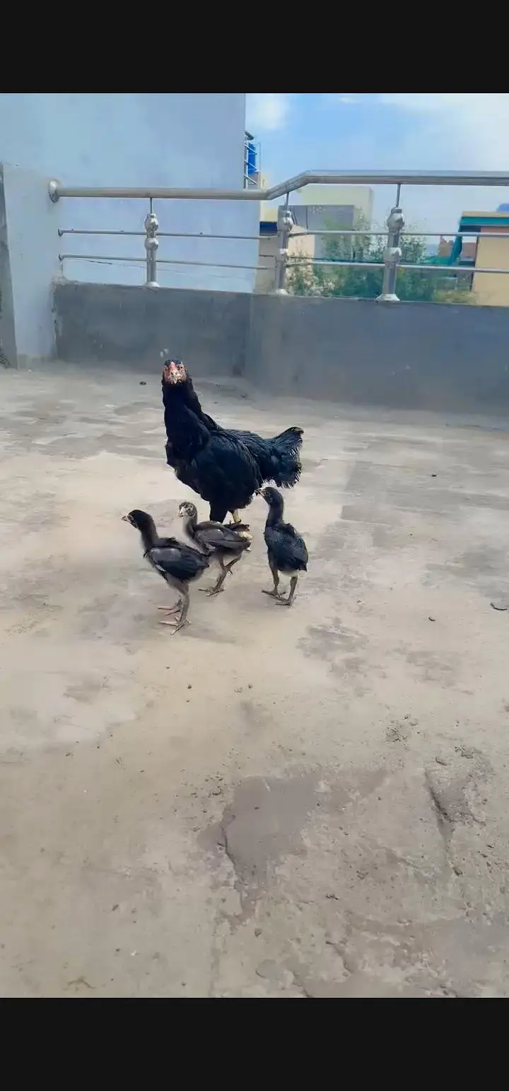 Aseel Chicks For Sale