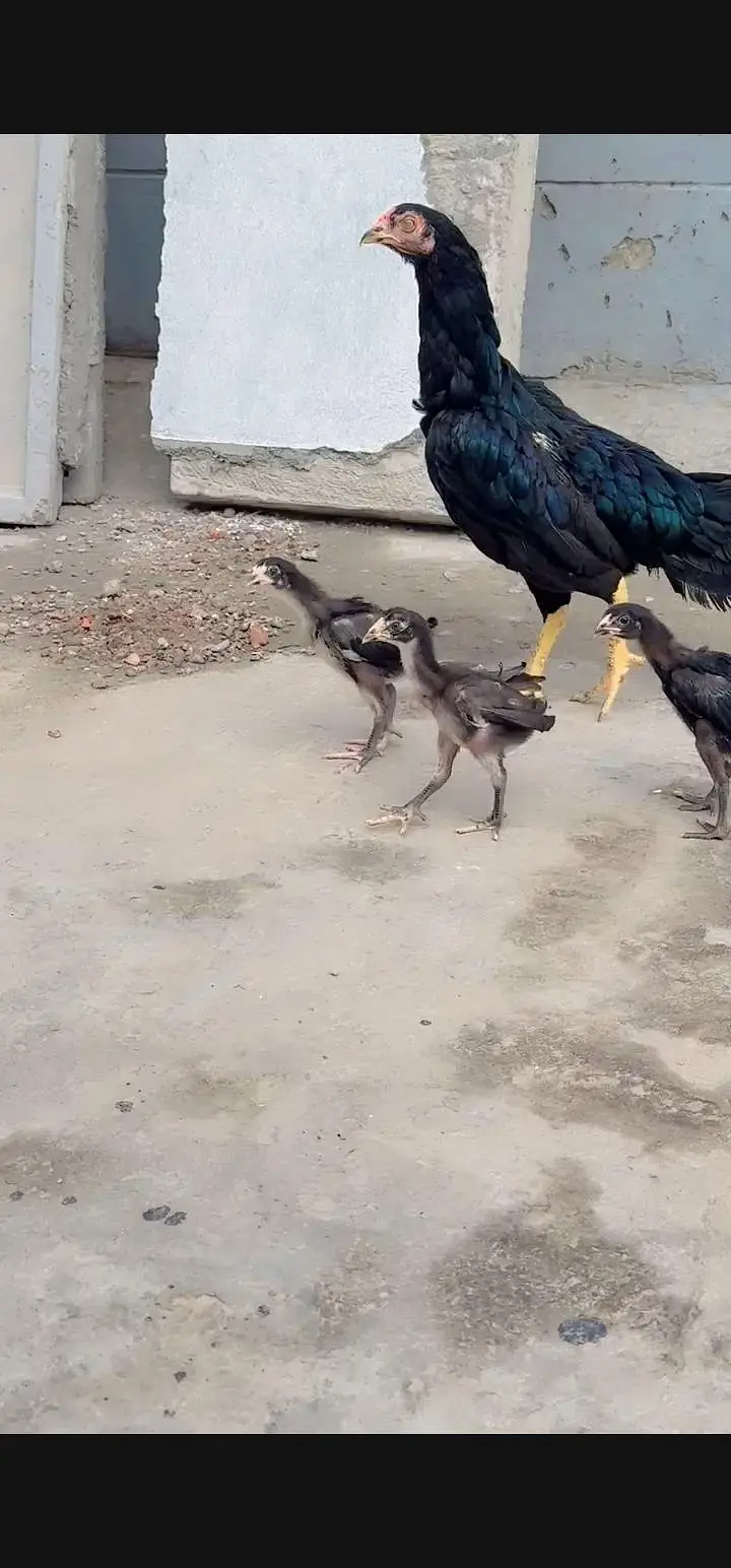Aseel Chicks For Sale — photo 4