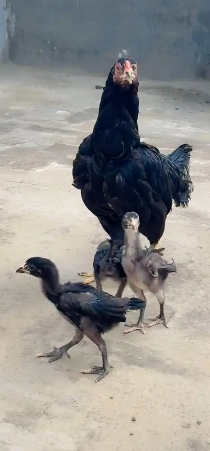 Aseel Chicks For Sale — photo 5