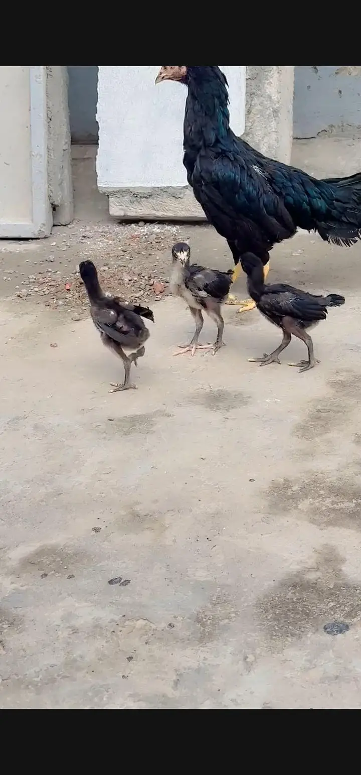 Aseel Chicks For Sale — photo 6