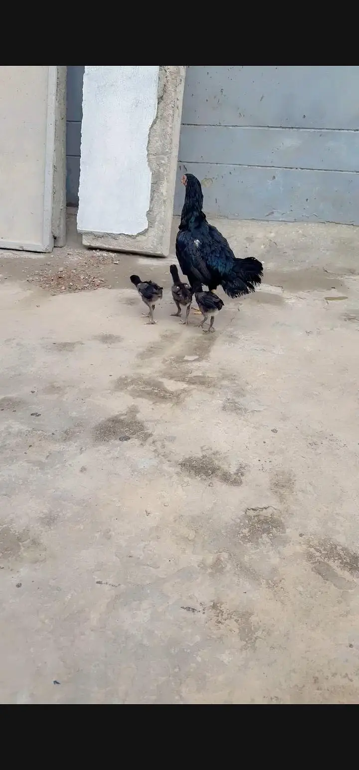 Aseel Chicks For Sale — photo 7