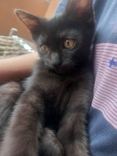 Persian kitties for sale