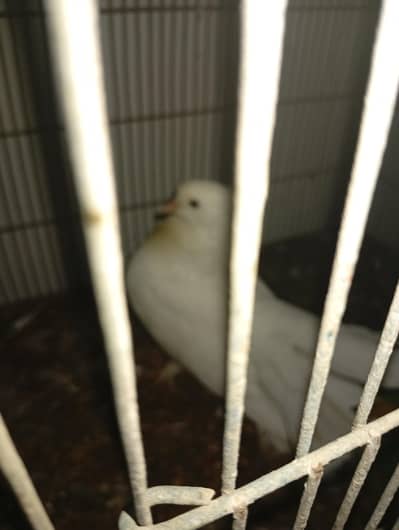 white pigeons for sale