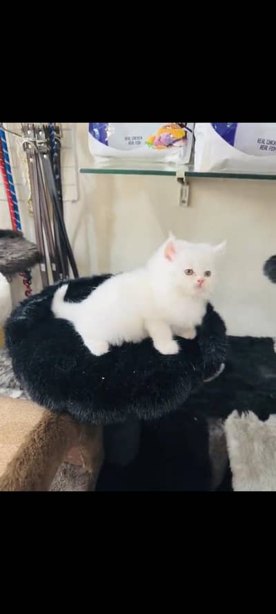 persian cat for sale MywatsapppNumber 0344-56-89-749