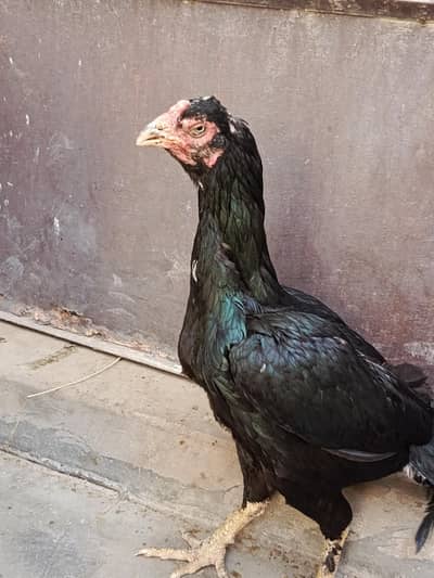 khalis old blood mushki madi for sale
