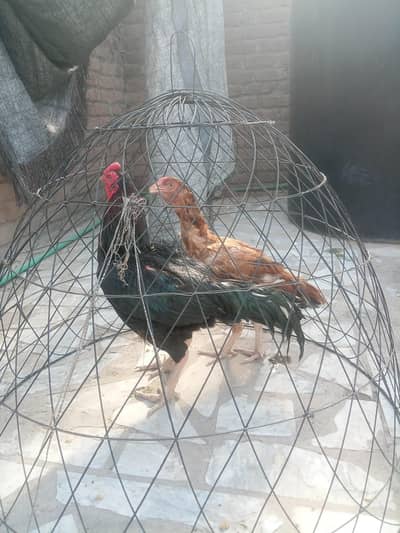 asel murga for sale ye 2 murgi hai 6500