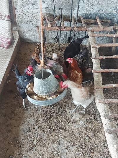 For Sale