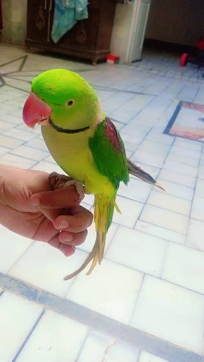 Raw male hand tame zero bite