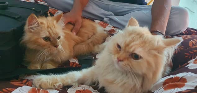 Persian Triple coat pair