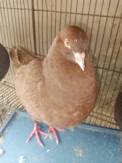 King Female's for sale
