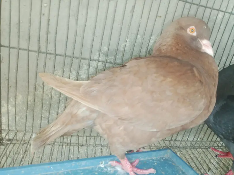 King Female's for sale — photo 2