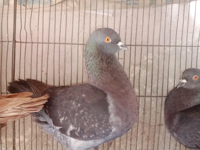 King Female's for sale — photo 3