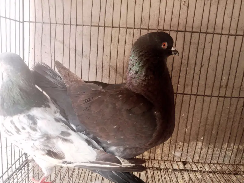King Female's for sale — photo 4