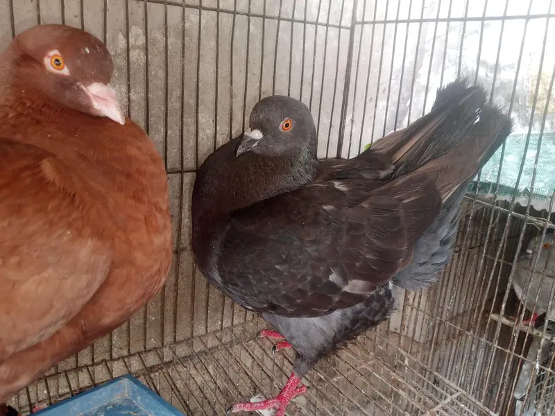 King Female's for sale — photo 5