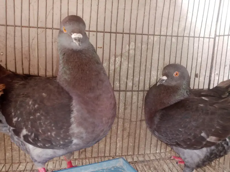 King Female's for sale — photo 6
