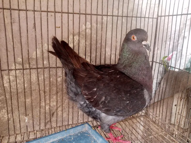 King Female's for sale — photo 7