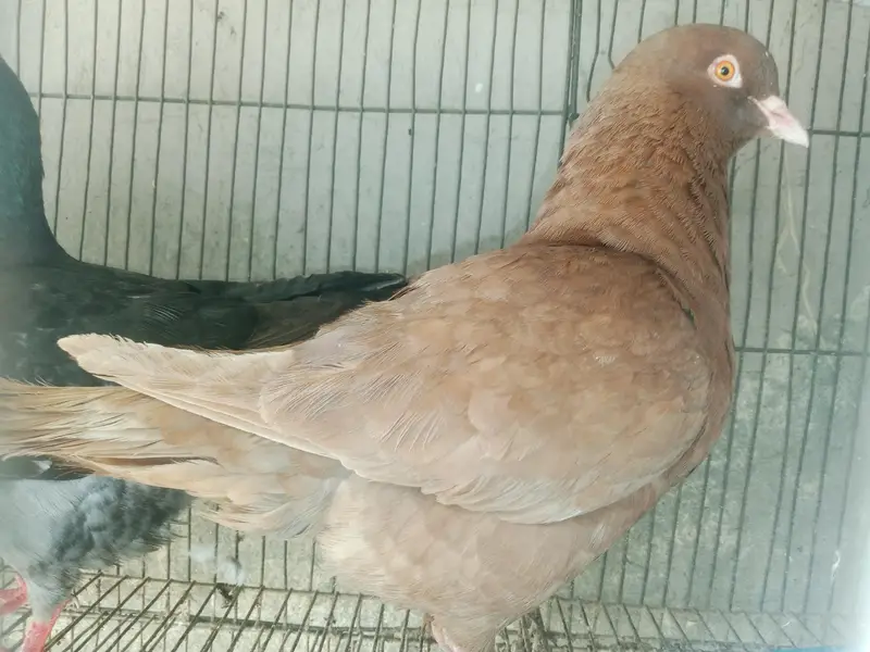 King Female's for sale — photo 8