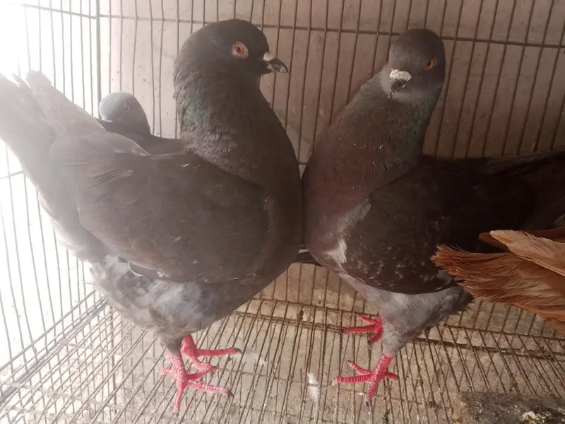 King Female's for sale — photo 9